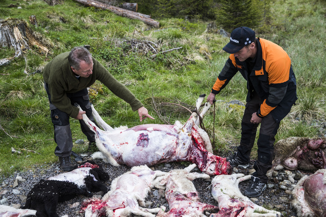 <p>BESTIALSK: Styreleder Kjetil Ulset (til venstre) i Gran sauebeitelag og leder Hans Kristian Skaug i sauebeitelaget i Lunner og Jevnaker viser frem kadavrene som er funnet etter et brutalt ulveangrep i området Gran østås natt til tirsdag. Enkelte av sauene var i live med store skader da de ble funnet.</p>
