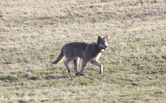 <p>WOLF WITH HALSBÅND: A radiomerket wolf photographed the på long distance på Nesoddlandet in the county of Akershus in 2012.</p>