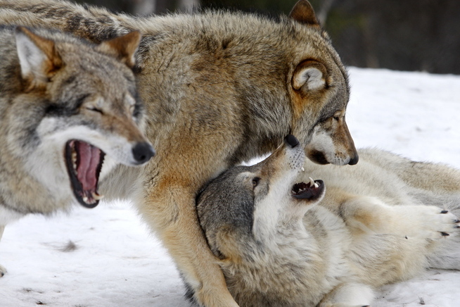 <p>WOLF WITHOUT HALSBÅND: Nordic wolf in the play within the fences of the zoo på laid the ground.</p>