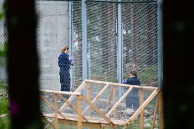 <p>ETTERFORSKNING: Bjørn gikk til angrep på en dyrepasser i Orsa Rovdyrpark, og døde av skadene. Nå etterforskes årsaken til at bjørnen gikk til angrep. Foto: HASSE ERIKSSON/AFTONBLADET</p>