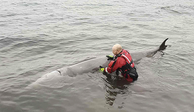 <p>STRANDET PÅ SOTRA: Viltnemnda måtte lørdag avlive en syk gåsenebbhval som gjentatte ganger satte seg fast i grunt vann ved Sotra.</p>