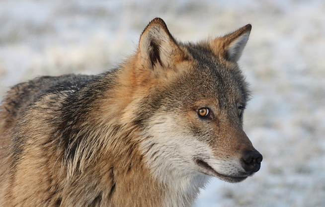 <p>NÆRKONTAKT: På ca. five feet away from the car window, could Vidar Tveterhagen from Rælingen shoot the wolf just after the clock 13 in the heart of på bright day, søndag.</p>