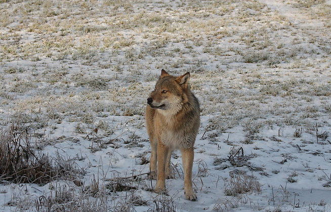 <p>CALM: the Wolf photographed the på a field by the highway 120 på Heknesletta in Ræ..</p>