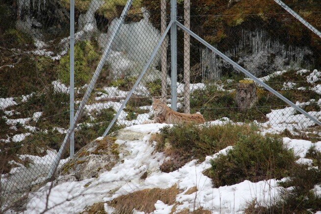<p>AVSLAPPET: Hanngaupen ligger nå og slapper av inne i gaupegården. </p>