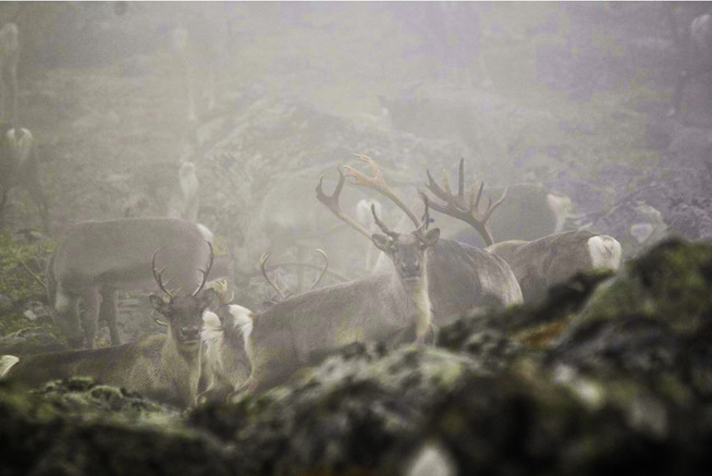 <p>VILLREIN I AURLAND: Hele flokken på om lag 2200 villrein i jaktsone en skal utryddes i kampen for tanse den dødelige og smittsomme skrantesyken.</p>
