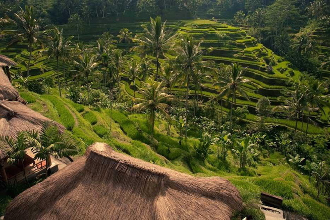 <p>VAKKERT: Ubud er et av Balis mest kjente områder med sine spektakulære rismarker. </p>