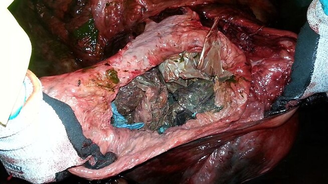 <p>PLAST I BUKEN: Over 30 plastposer og en del mikroplast åpenbarte seg i magesekken til den syke og avlivede gåsenebbhvalen.</p>