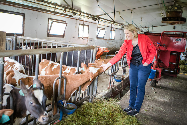<p>TURNERTE I HJEMFYLKET: Førstekandidat Sylvi Listhaug (FrP) på hjemlige trakter, nærmere bestemt i familiens fjøs hjemme i Ørskog i Møre og Romsdal.</p>