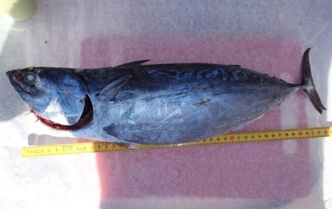 <p>VARMEKREVENDE: Auxiden er en varmekrevende fisk, og har opprinnelige trivdes best i sørligere farvann. Roy Eriks fangst var 44 centimeter og 1,5 kilo.</p>