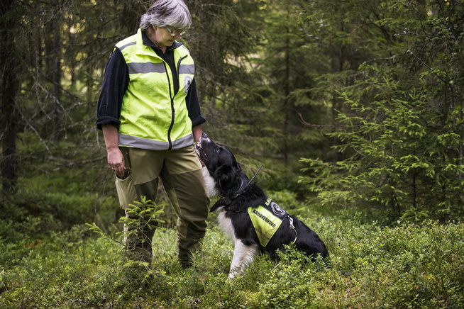 <p>SØK: – Skal vi finne sauen? sier kadaverhundfører Anne Kristin Bøe Ristebråten (55) og sender kadaverhunden «Ravn» med snuten til værs inn i den tette skogen på Totenåsen. </p>