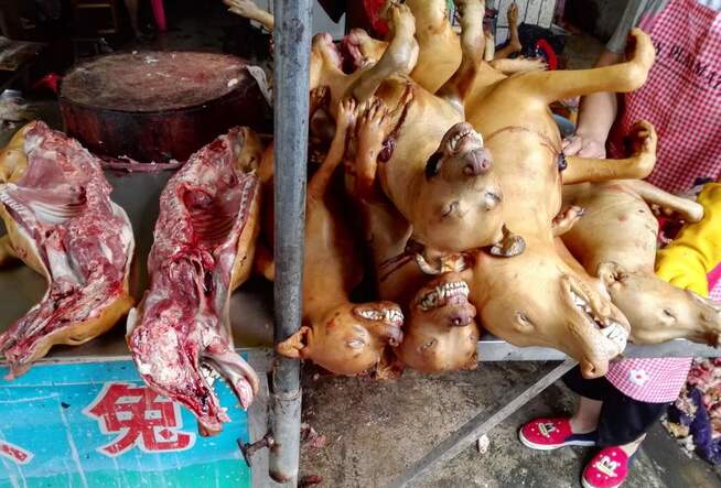 <p>SLAKTES: Hunder er ikke hverdagskost i Kina. Det er ikke like vanlig rundt om på restaurantene i landet, som i Yulin, i Kinas sørlige region Guangxi. Her ligger hundene på utstilling på et kjøttmarked.</p>